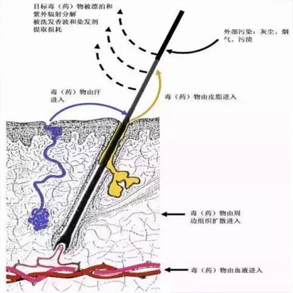 毛發(fā)毒品檢測(cè)儀檢測(cè)毛發(fā)的優(yōu)勢(shì) 特點(diǎn)如圖